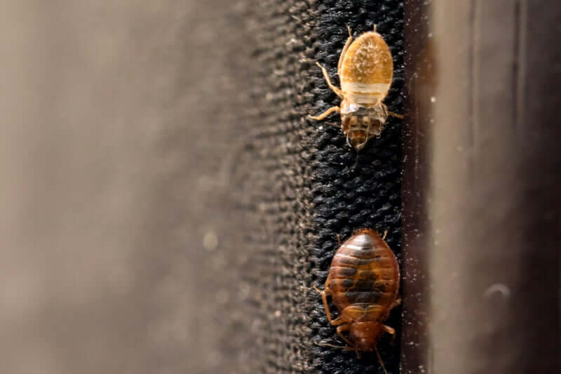 Do bed bugs usually stay in one room