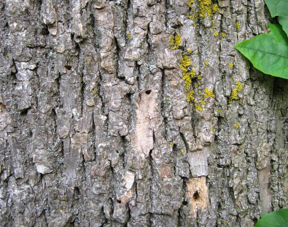 Emerald Ash borer attacking tree