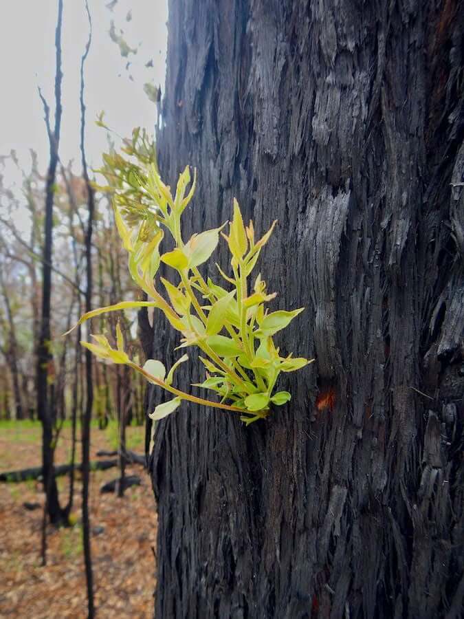 Epicormic shoots on trees trunk