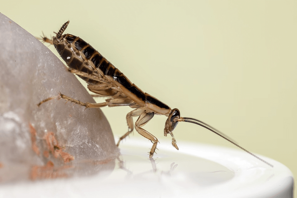 Find roach nest Inside Your House