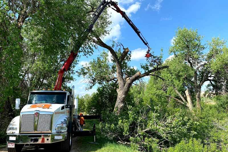 Free Tree Removal For Wood