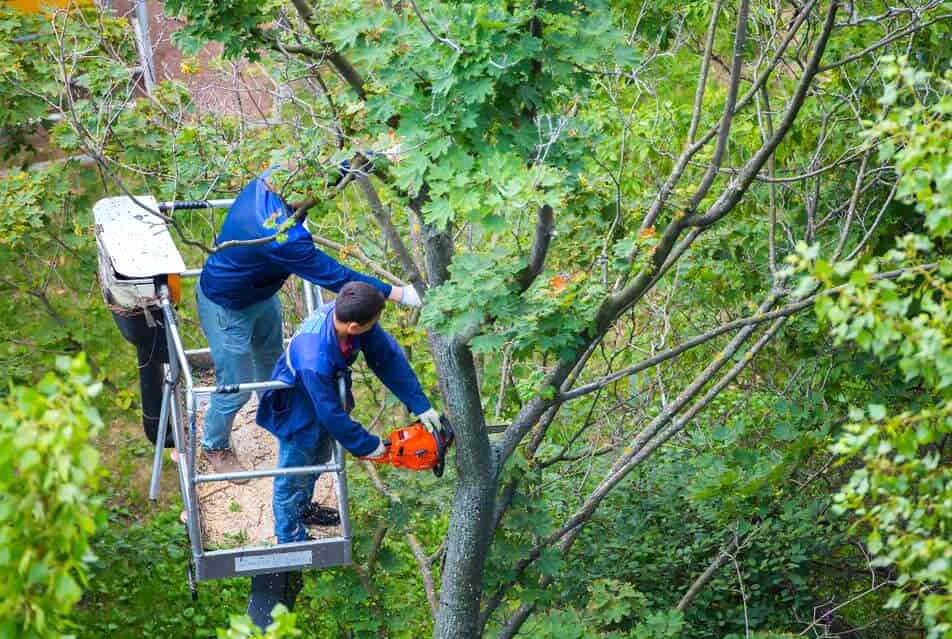 shrub removal