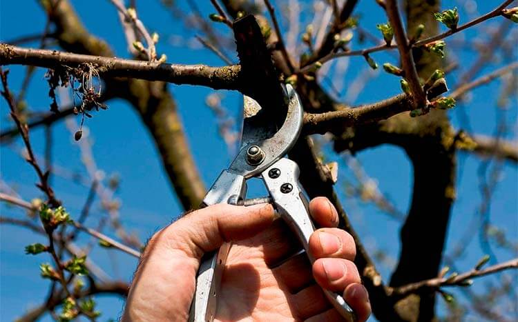 Hiring a Tree pruning expert near me cuting