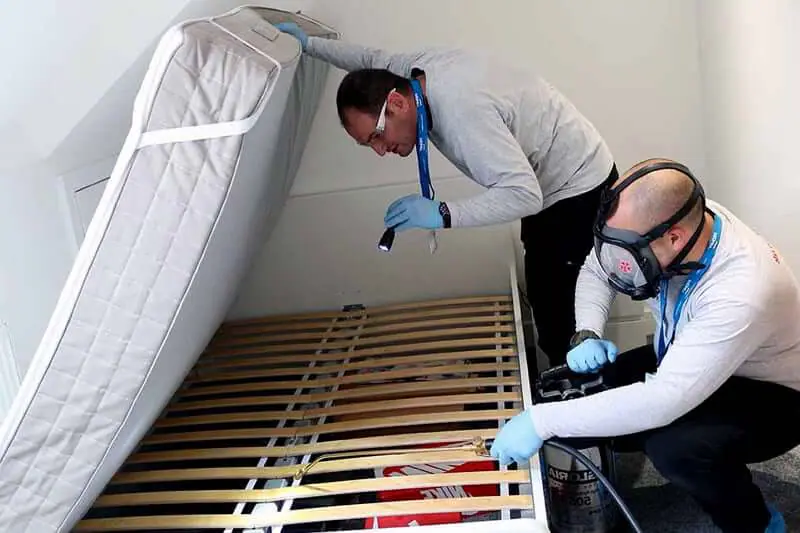 How Do You Get Rid of Bed Bugs on a Budget