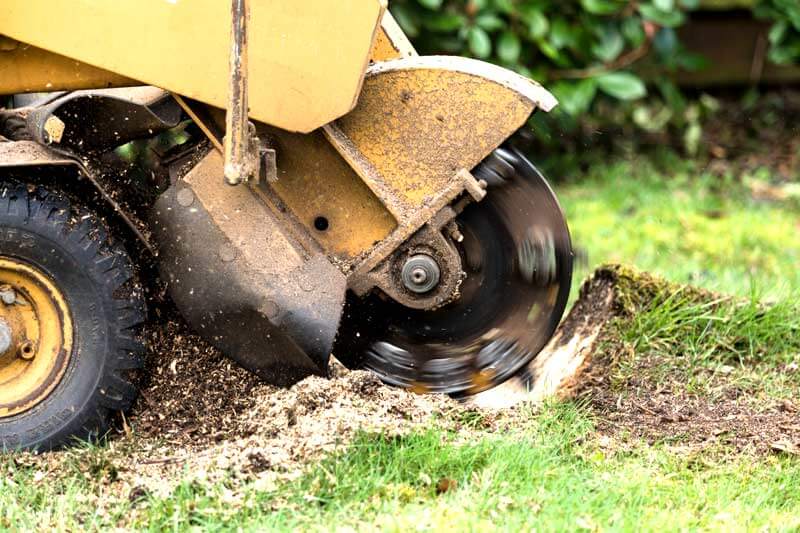 How Long Does A Palm Tree Stump Removal Take