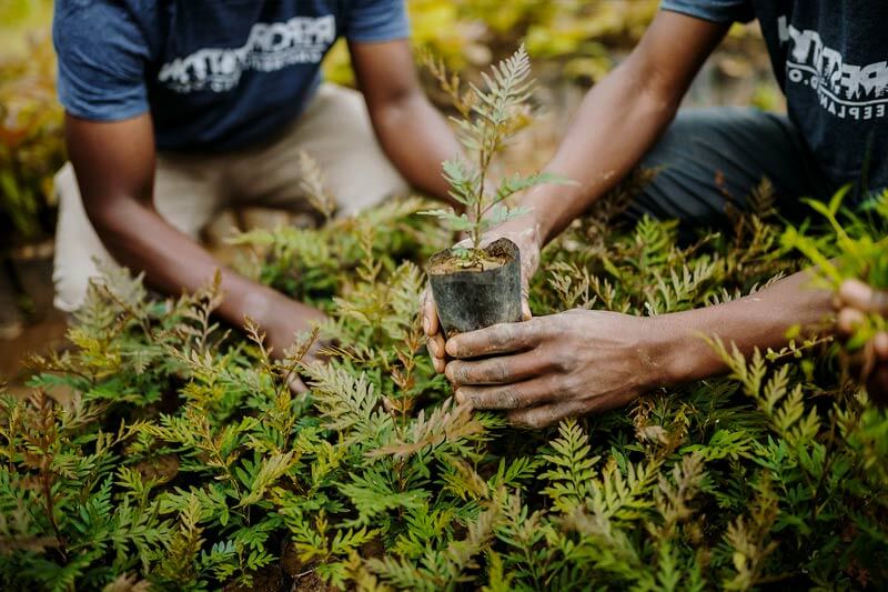 How many trees are planted each day