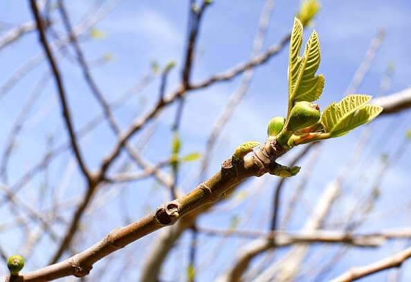 Late budding