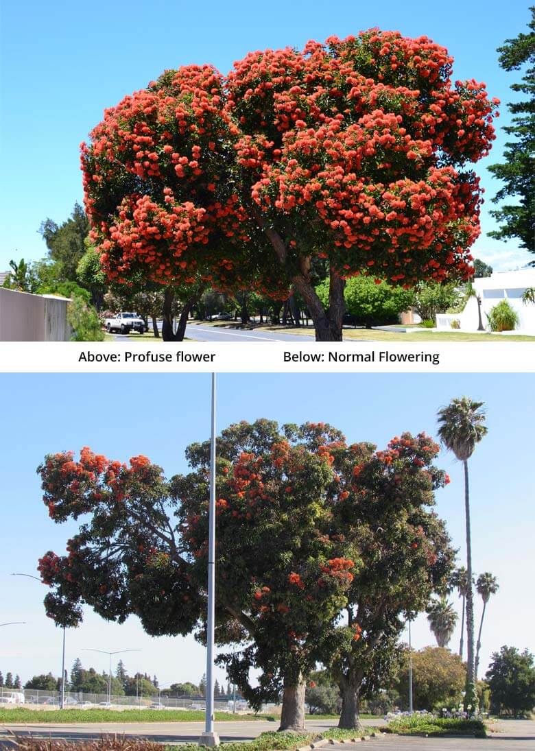 Profuse flowering on stress red gum vs normal flowering