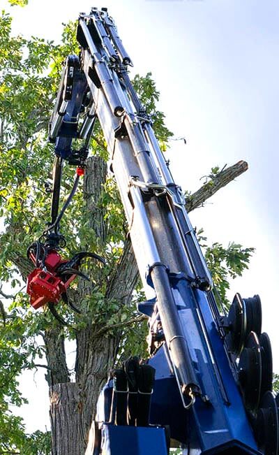 Tree Removal Assistance Programs