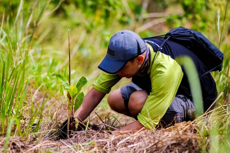 Tree planting statistics 2022