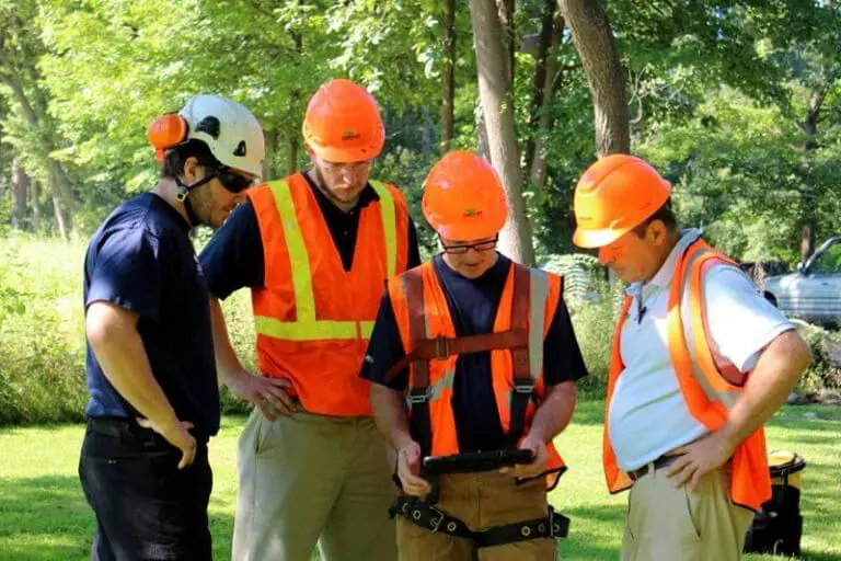 Arborist Cost Per Hour 2024 Price Guide (Tree Trim or Removal)