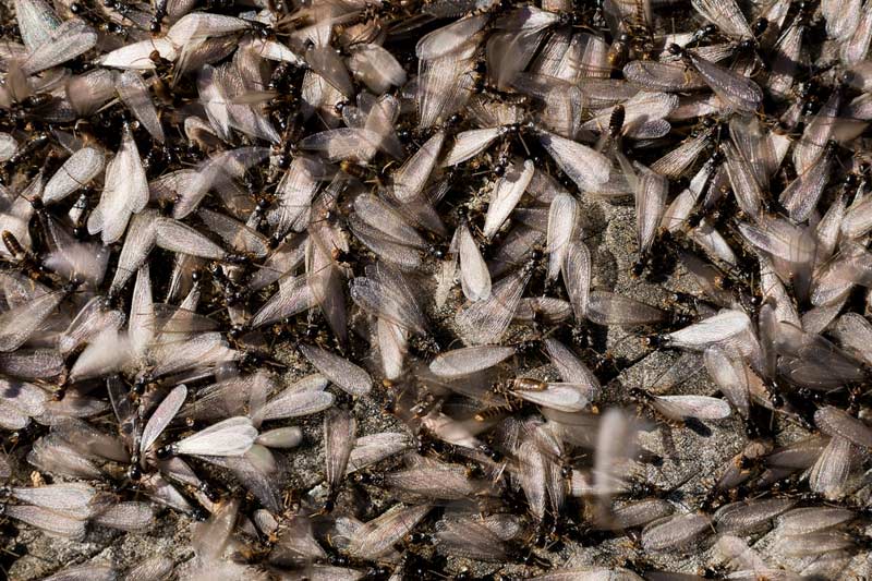 What are termite swarms