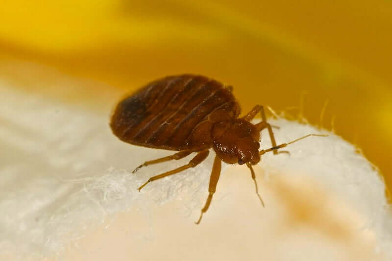 Will bed bugs ever go away by themselves