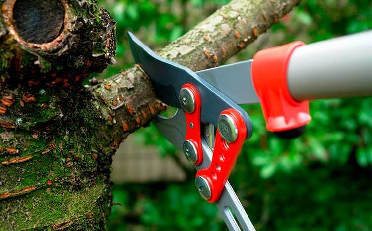 Will homeowner’s insurance cover tree pruning