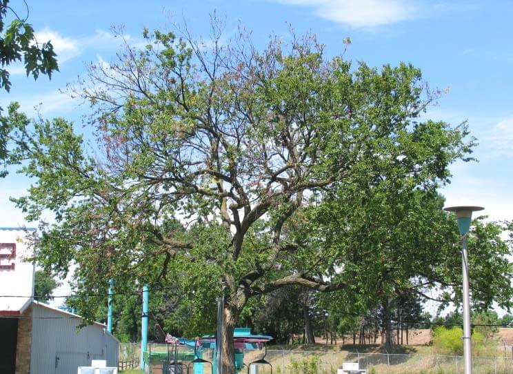 crown dieback tree stressed