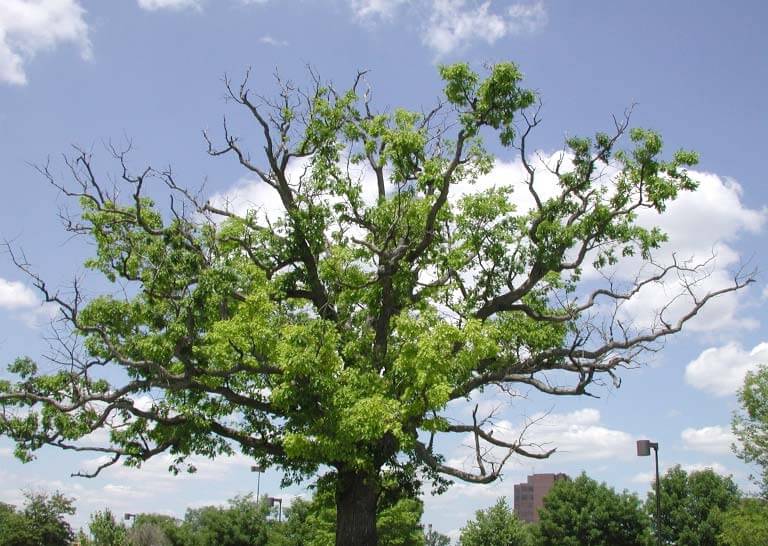 deadwood in oak tree