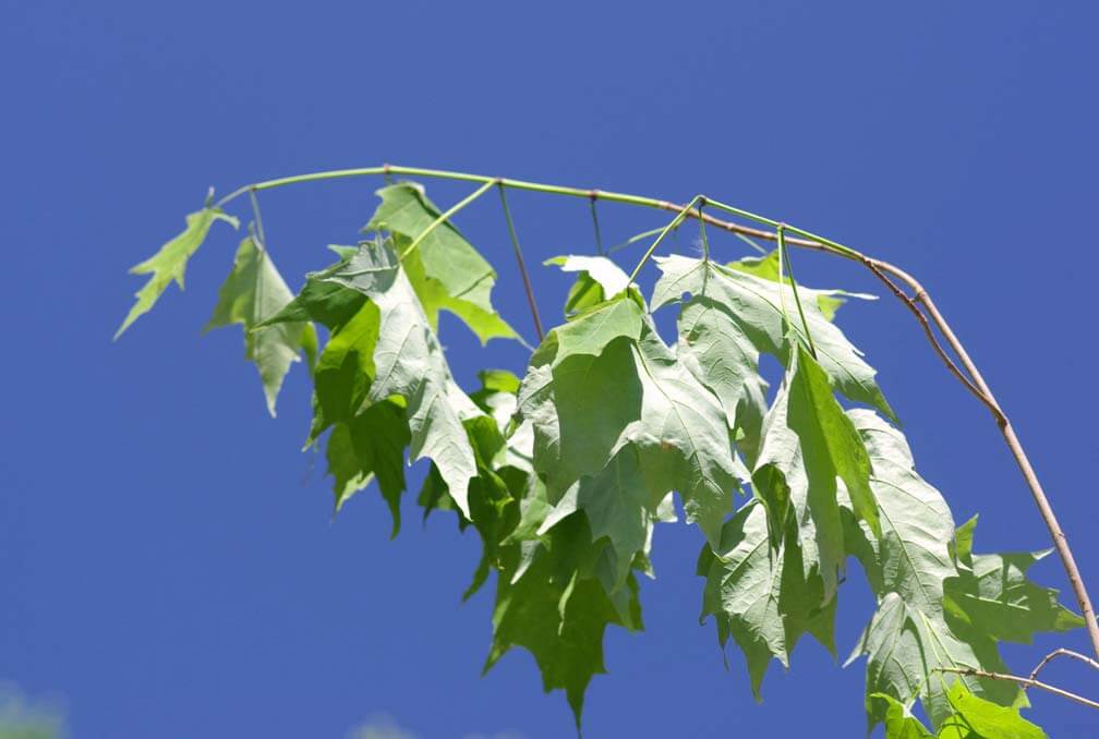 maple tree wilting