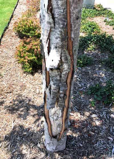 splitting bark