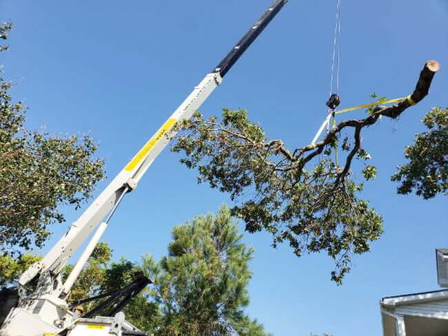 tree removal process begins