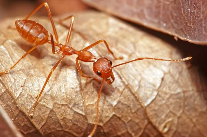Ants Can Carry More Than Their Body Weight