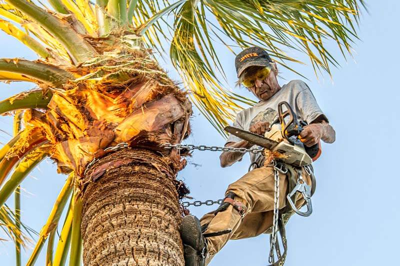 Palm tree cutters near me online