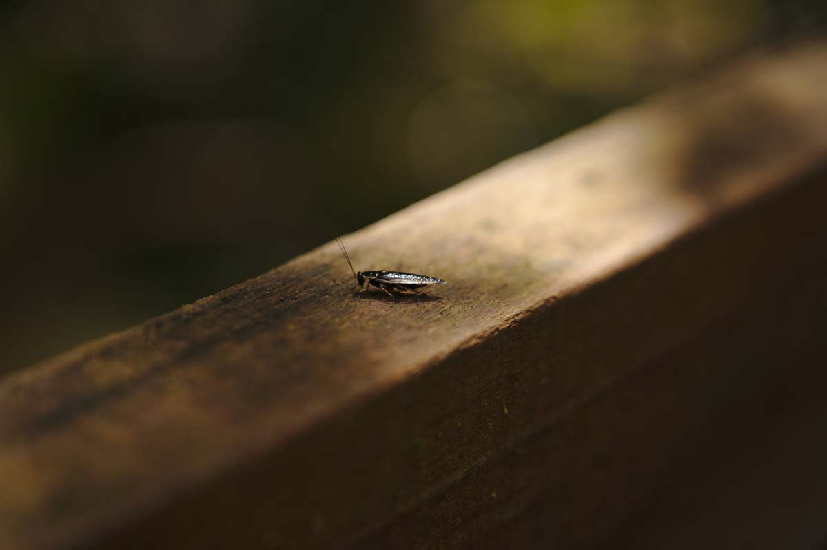 Does Spraying Bring Out Roaches Instantly 1200