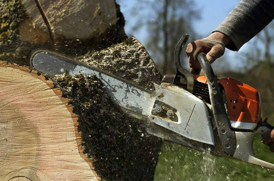 Factors that determine tree removal cost