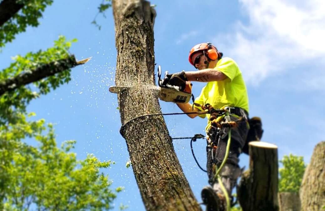 Financial Help For Tree Removal