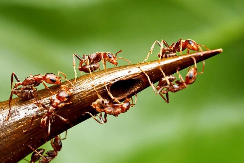 How Many Ants Are There in the World