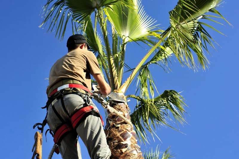 How do you trim a palm tree