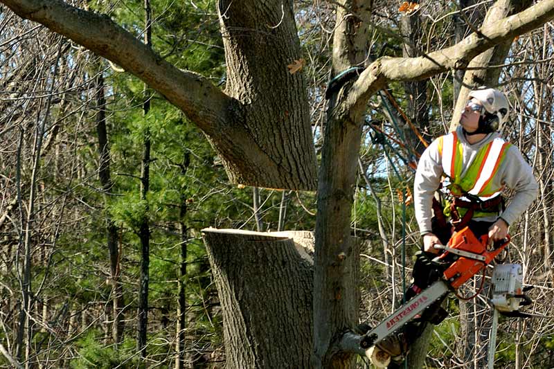 How much does it cost to cut down an oak tree