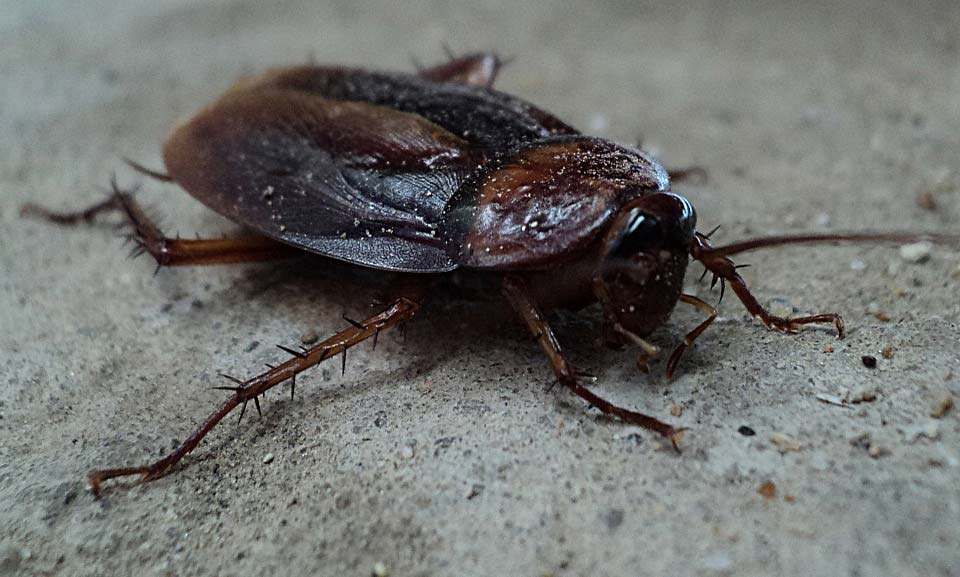 Is It Normal To See More Cockroaches After Exterminationx960