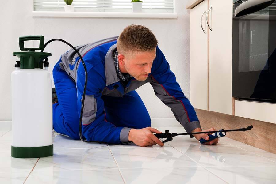 Is the Landlord Responsible for Pest Control
