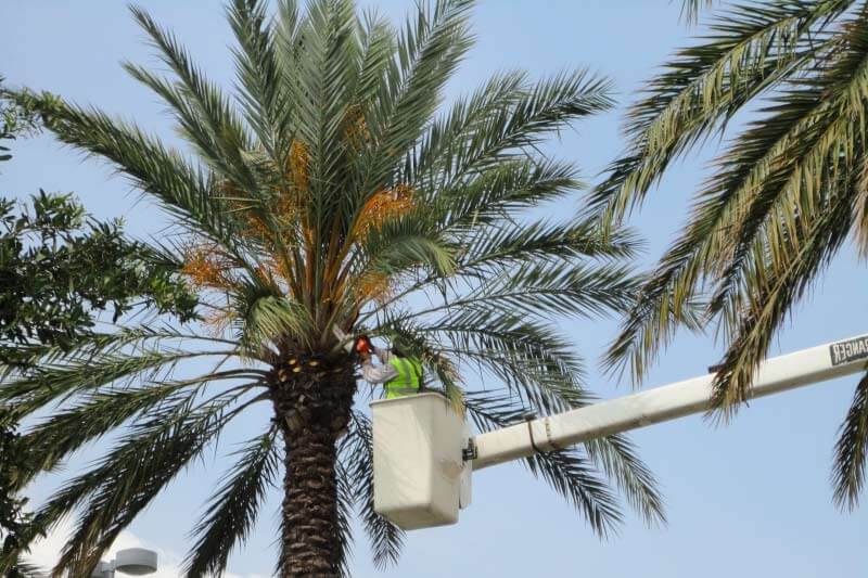 Palm Tree Removal Cost in San Diego