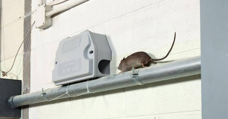 Rat exterminators using trap