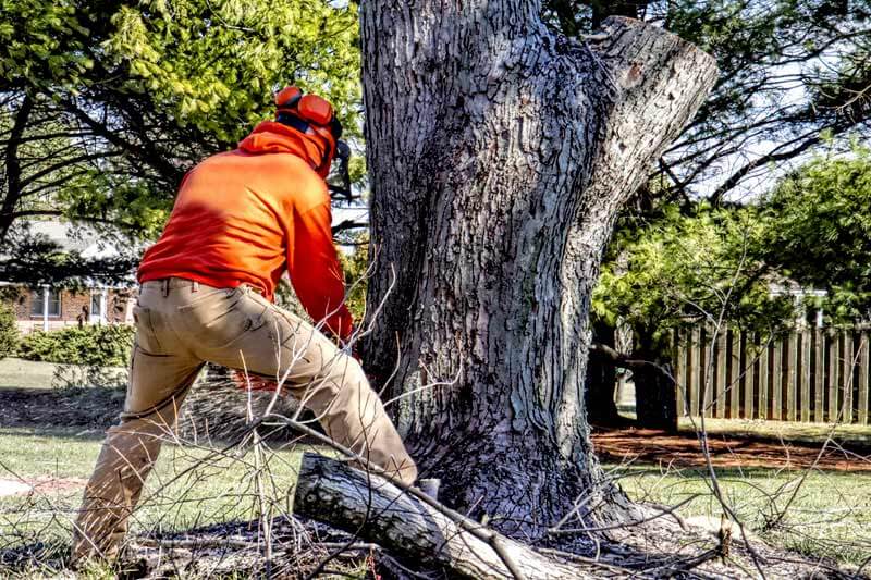 Removing a Tree Near My House Laws & Who to Call