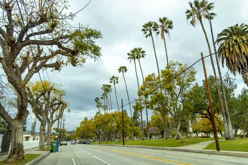 Signs that your palm tree is due for removal