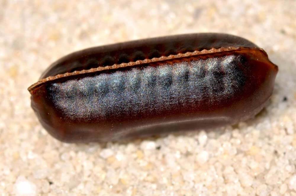 Smoky brown roachx1000