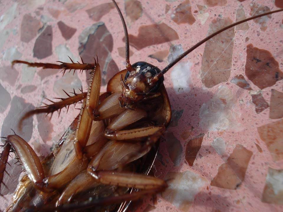 Things To Do After Pest Control Treatmentx960
