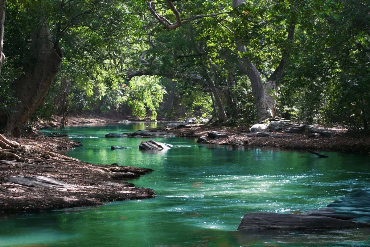 Trees Enhance Water Quality 2