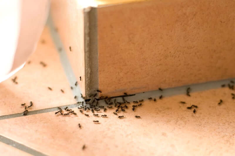 What To Do if Ants Live in Your House