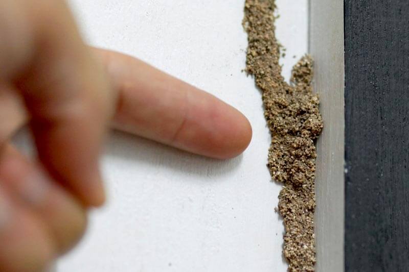What To Do if You Spot Termites in Your Home