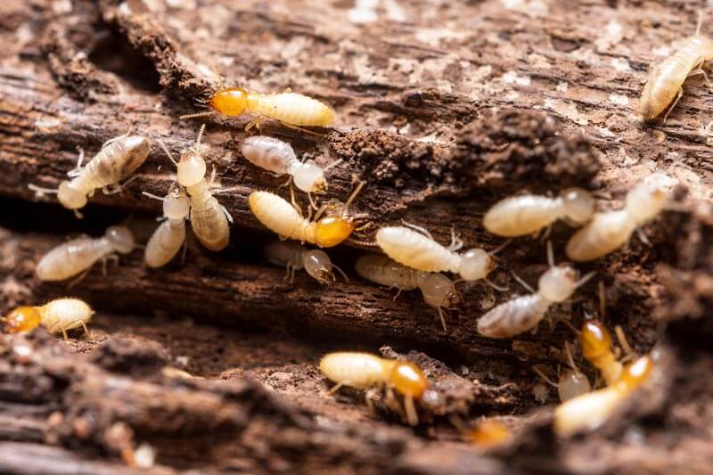 Where Do Termites Live