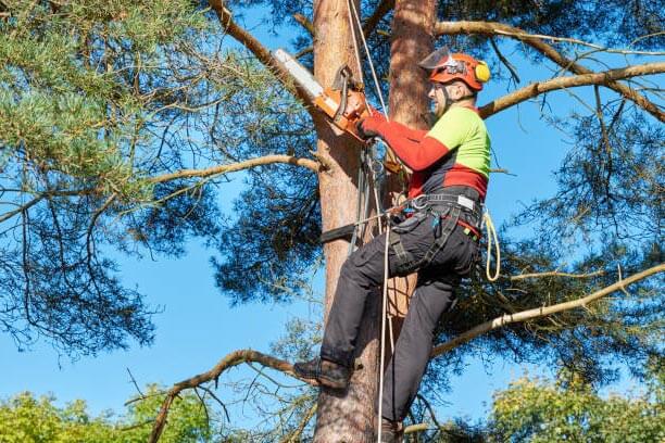 government grant for tree removal