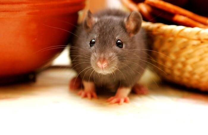 rat extermination in kitchen