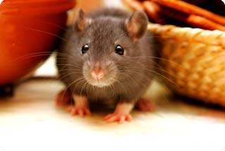 rat extermination thumb