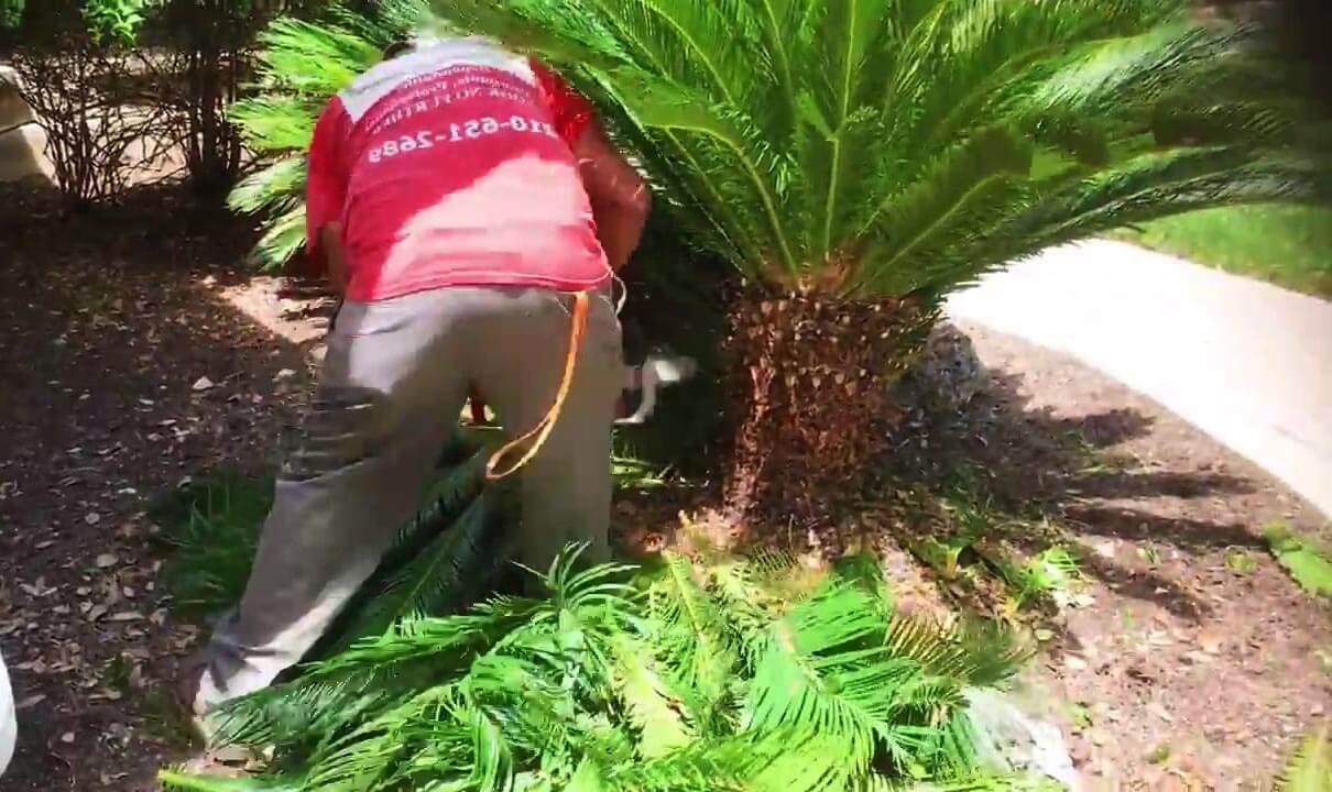 removal of sago palm