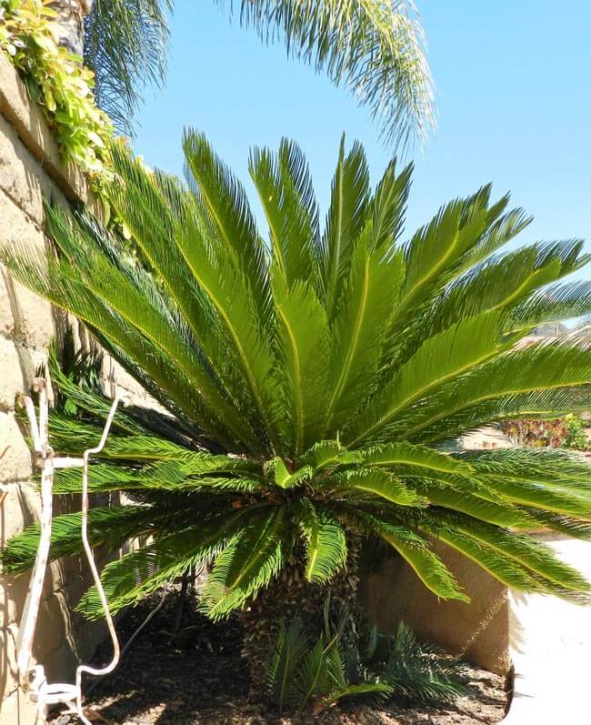 sago palm removal cost and free removal