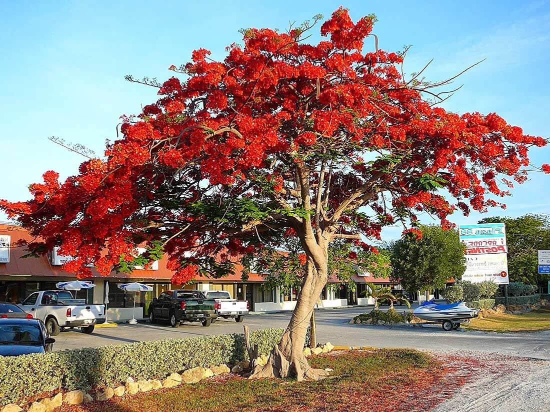 Aesculus californica