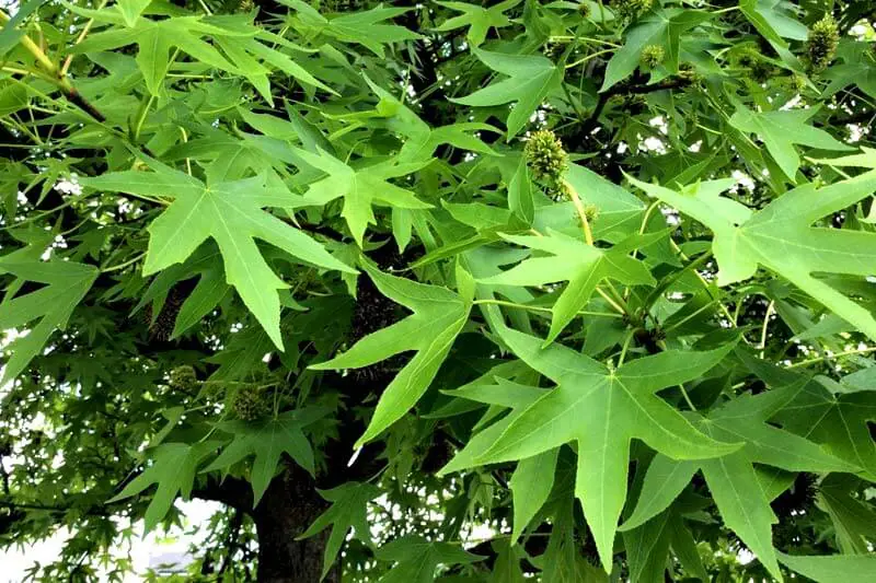 American Sweetgum tree